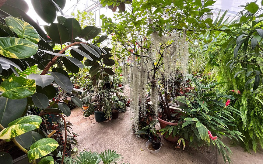 An inside view of the EMU Greenhouse depicting lush foliage and a variety of plants